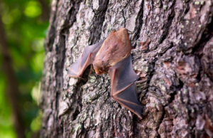 bat resting on a tree