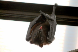 bat perched on a bar 