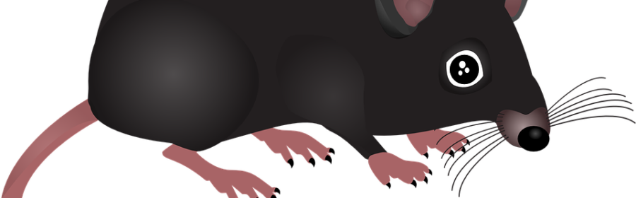 pests-rodent